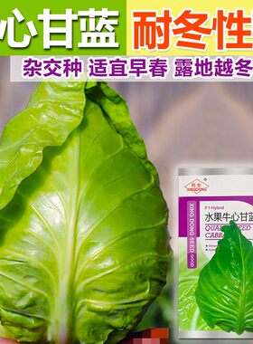 水果甘蓝种子春丰牛心炮弹甘兰