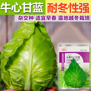 水果甘蓝种子春丰牛心炮弹甘兰包菜种籽春秋越冬阳台青菜蔬菜种籽