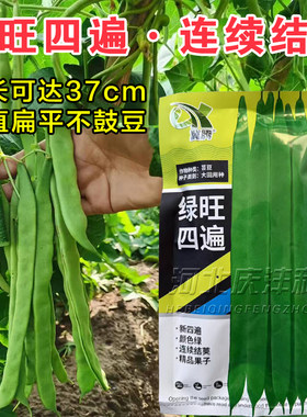 绿旺四遍扁平绿芸豆种子大田用