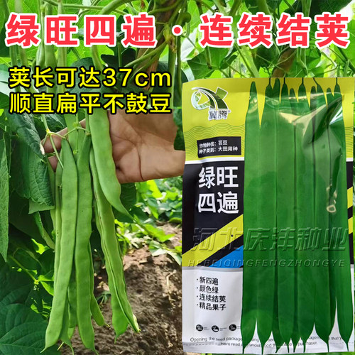 绿旺四遍扁平绿芸豆种子大田用