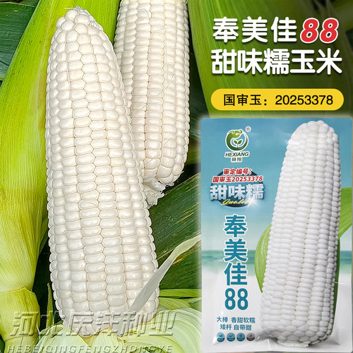 赫翔白甜糯玉米种子大棒矮杆