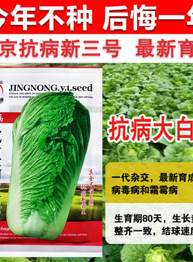 冬储籽种秋季北京抗病白菜种子