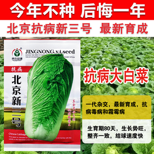 北京抗病新三号大白菜种子种籽秋季冬储籽种冬季孑蔬菜子白莱大全