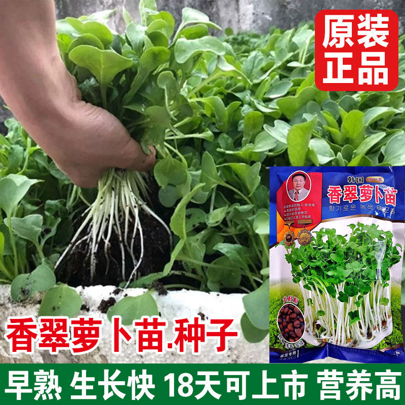 四季芽苗菜种子豌豆种籽萝卜苗香椿小麦草蔬菜芽菜种植盘孑麻豌豆