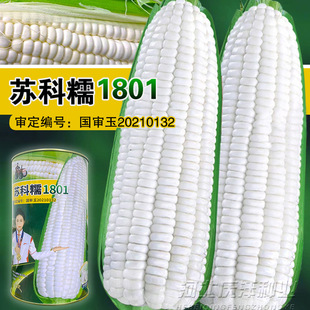 甜糯白玉米种子鲜食糯玉米种籽黏甜好吃苏科糯高产抗病粘玉米种孑