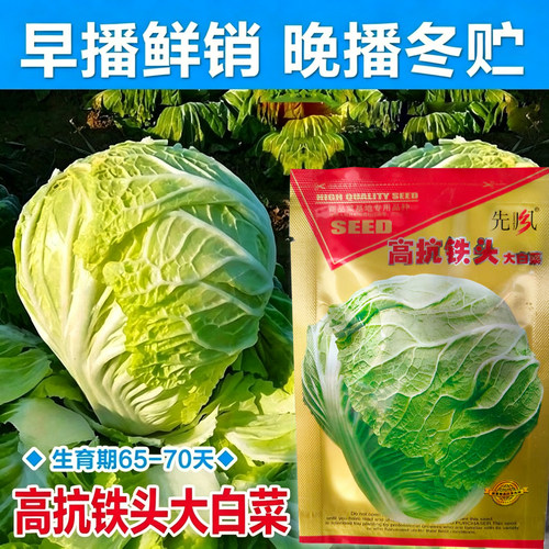 小铁头秋季播大白菜蔬菜种子