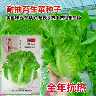 种植家庭阳台菜园易种植 意大利生菜种子籽抗热耐抽苔全年生菜四季