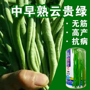 云贵绿无筋架豆种子高产早熟无筋豆角种籽无丝豆种籽高产耐热耐湿