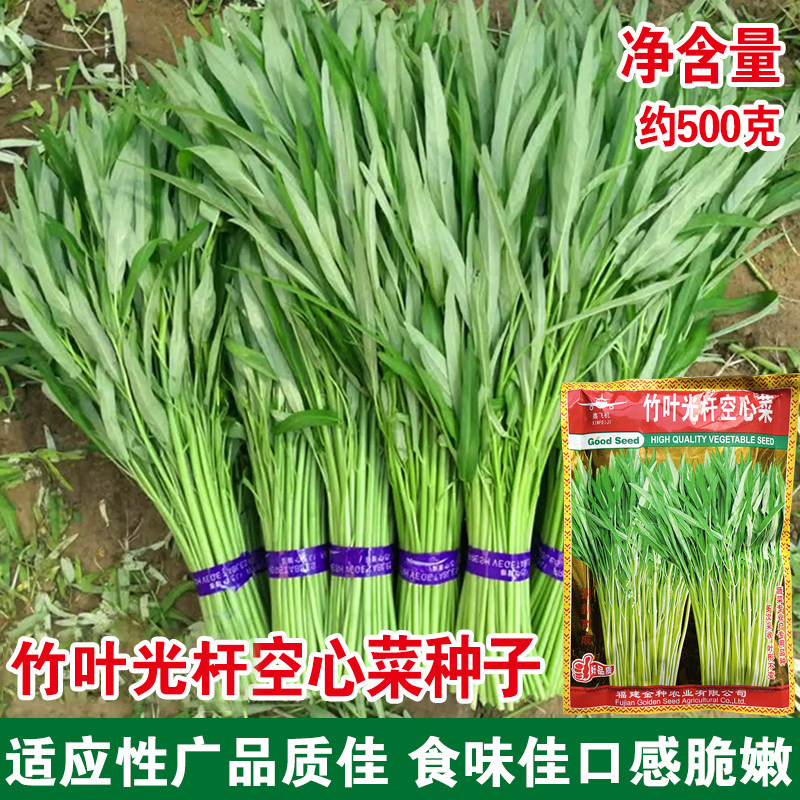 光杆竹叶空心菜春季台湾空心菜种子耐热四季籽阳台盆栽蔬菜种孑籽,鲜花速递/花卉仿真/绿植园艺,家庭园艺种子,淘宝优惠券,粉丝福利购,淘宝优惠卷