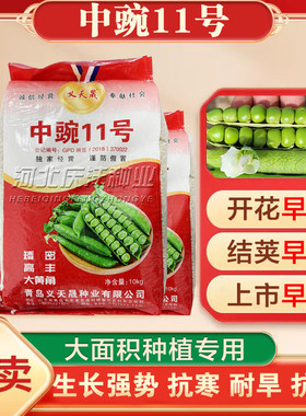 中豌11号四季播高产早熟豌豆种