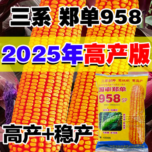 郑丹958高产国审玉米种子