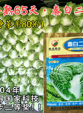 常丰秦白二号大白菜种子