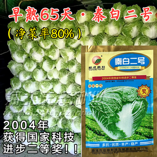 秦白二号大白菜种子杨凌高科秦白2号秋季冬储白菜种子火锅蔬菜籽