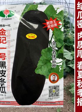 广东黑皮大冬瓜种子种籽苗特大菜东瓜蔬菜孑秧苗四季小香芋秧大全