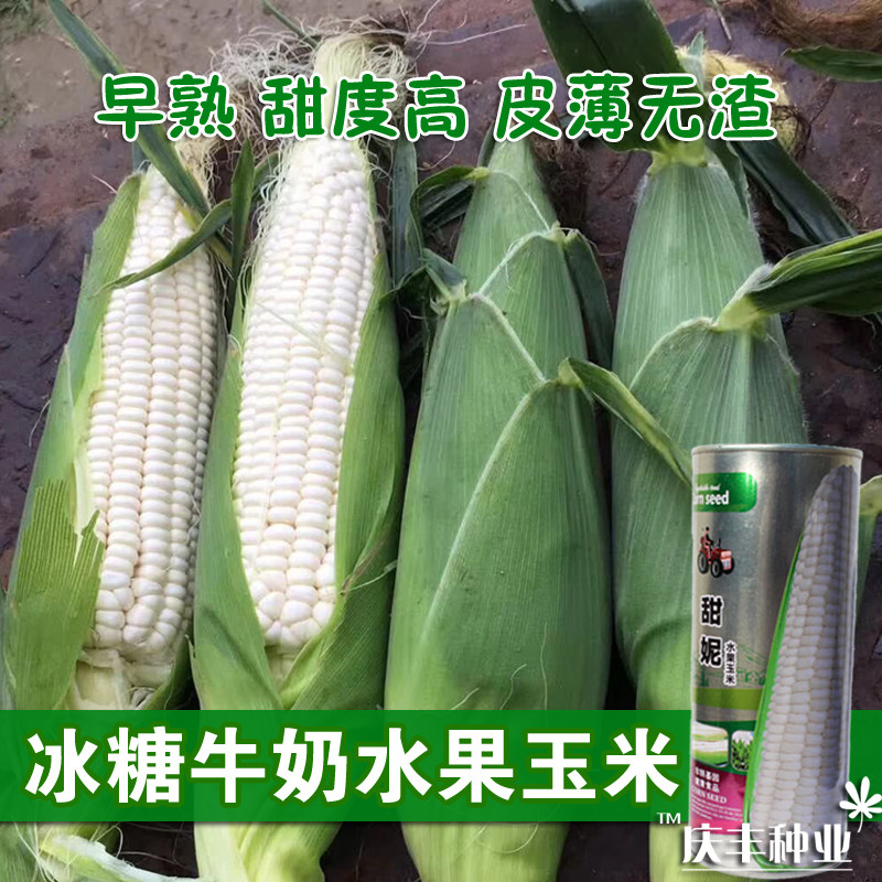 珍珠牛奶水果玉米种子冰糖超甜高产优质白水果春季夏季四季玉米籽