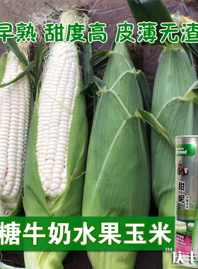 珍珠牛奶冰糖优质四季玉米籽种子