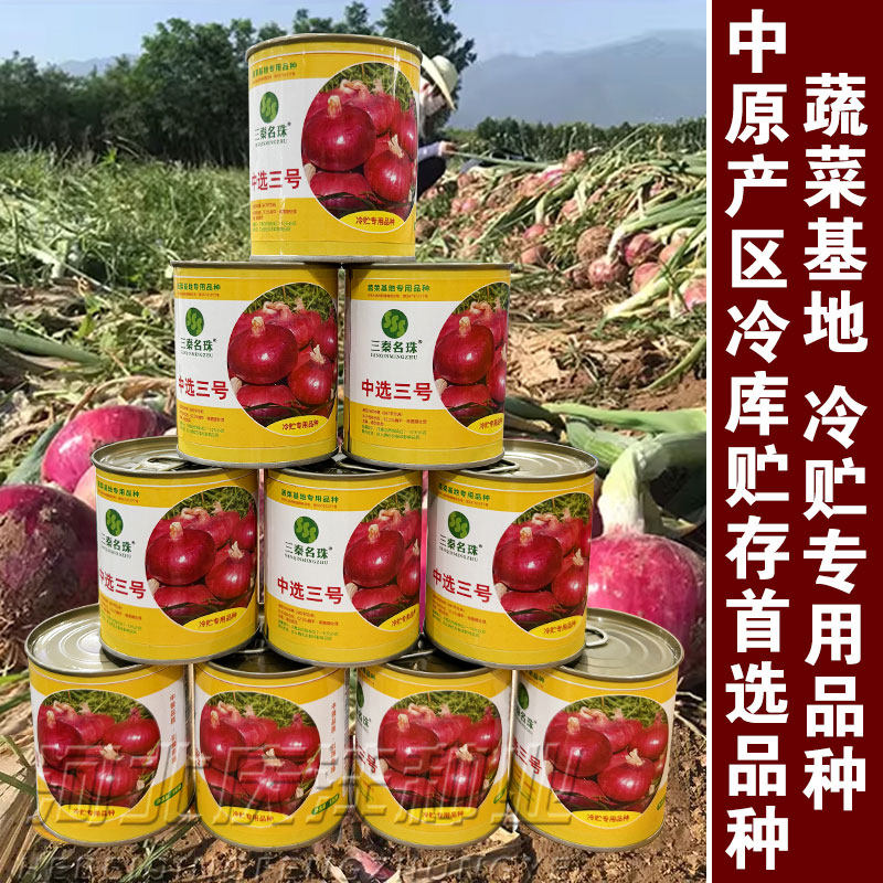 中领中选三号中熟扁圆型紫红皮洋葱种子耐寒洋葱冷库储存基地用