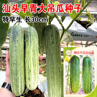 汕头早青大吊瓜种子早生油绿花大青黄瓜种子四季青皮耐热黄瓜种籽