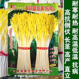 多抗富韭黄16号F1韭黄种子季金杆黄韭黄种籽四季播韭黄蔬菜籽耐热