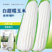 白甜糯玉米种子高产白糯玉米种籽当季 国审超甜加糯玉米种子