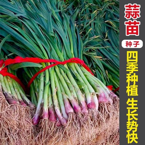 红皮蒜苗宽叶好吃高产耐寒耐热