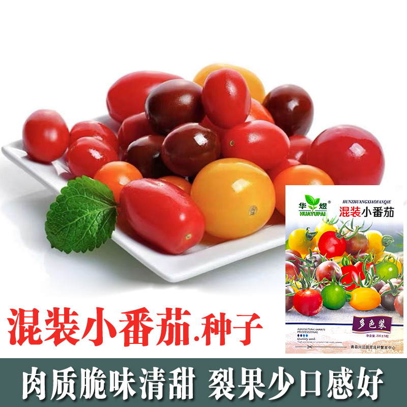混装小番茄种子彩西红柿红黄绿紫番茄籽春四季盆栽水果蔬菜种子