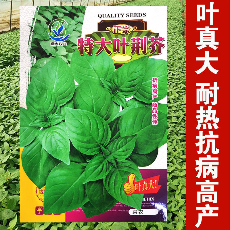 大叶荆芥菜种籽苗盆栽猫薄荷四季大叶荆芥种子野菜荆芥种籽春季孑