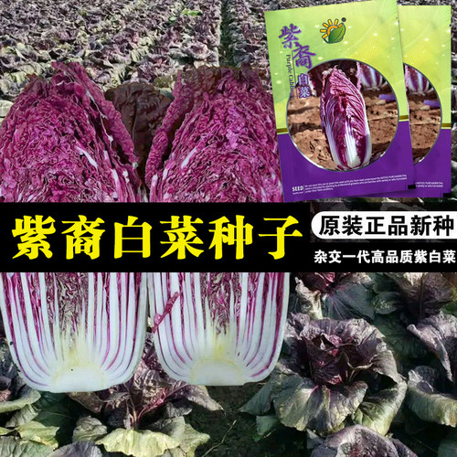 韩国进口紫宝紫色白菜千宝裔