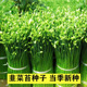 多年生韭菜苔种子苔韭种籽中华苔韭王四季 播 蔬菜种子韭菜花籽春季