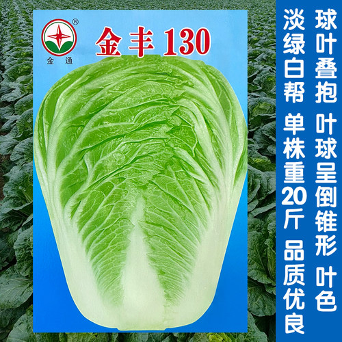金丰130天山东大白菜种孑无筋包心菜籽晚熟菜种籽孑高产四季蔬菜 - 封面