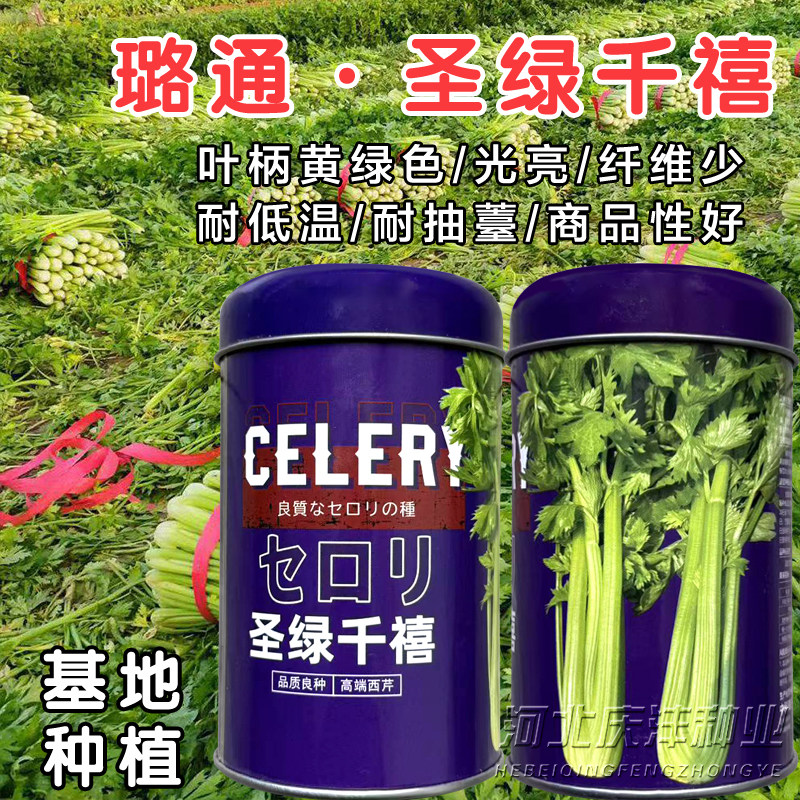 黄绿色西芹种子圣绿千禧赶超皇后西芹种子光亮基地专用四季播种