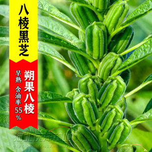 黑芝麻种籽高产八棱黑芝麻种子农家白芝麻四季播菜籽五谷杂粮种孑