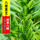 黑芝麻种籽高产八棱黑芝麻种子农家白芝麻四季 播菜籽五谷杂粮种孑