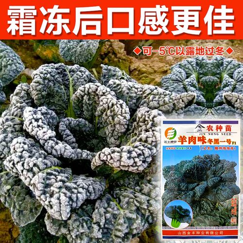 随州泡泡青种子耐寒特色菜农民用