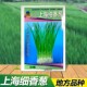 上海小细香葱种子高产种籽蔬菜孑葱子四季 籽种阳台菜籽盆栽菜种