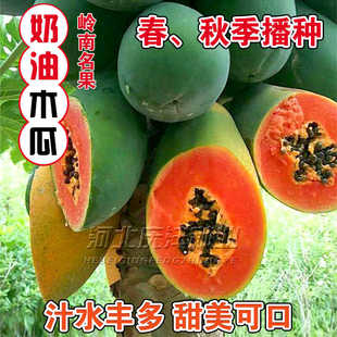 冰糖木瓜种子红心木瓜种籽长木瓜苗孑秧苗籽盆栽四季庭院水果种孑