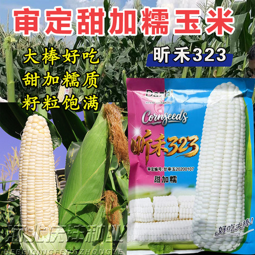 大志白甜糯玉米种子矮杆大棒