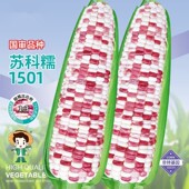 彩甜糯玉米种子苏科糯1501彩色糯甜糯高产量香粘多彩糯高产孑春季