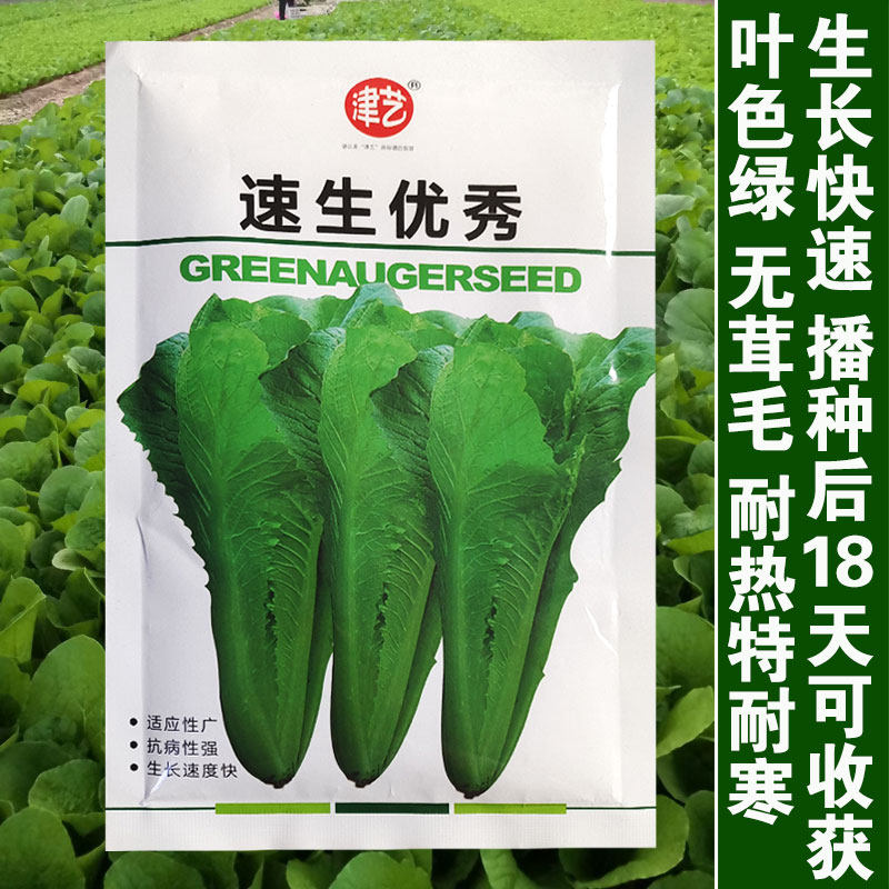 早熟小白菜种子青梗小白菜籽青帮菜种子小菜种子白菜种子四季易播