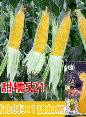 春播早熟金牛星黄甜糯521黄糯玉米种子东北粘苞米籽甜糯黄粘玉米