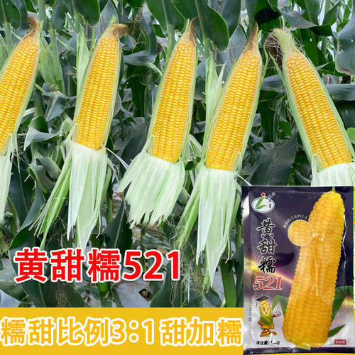 黄甜糯521玉米种子春播早熟