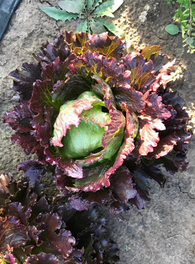 沙拉紫色包心结球西生菜种籽孑庭院阳台盆栽春秋夏四季播蔬菜种子