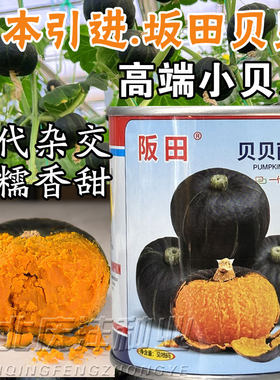 日本南瓜种子日本引粉糯香甜板栗