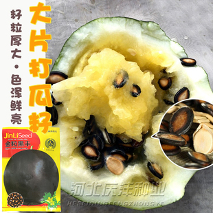 打瓜种子大片黑西瓜子种籽产籽西瓜南瓜高产食籽春季夏季水果种孑