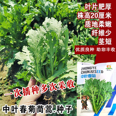 皇帝菜中叶茼蒿种子青菜种籽春菊菜种农家菜籽中叶春菊种子孑