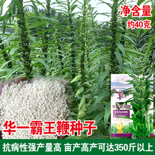 华一霸王鞭白芝麻种子籽高产芝麻黑芝麻种子种菜大田高产优质高油