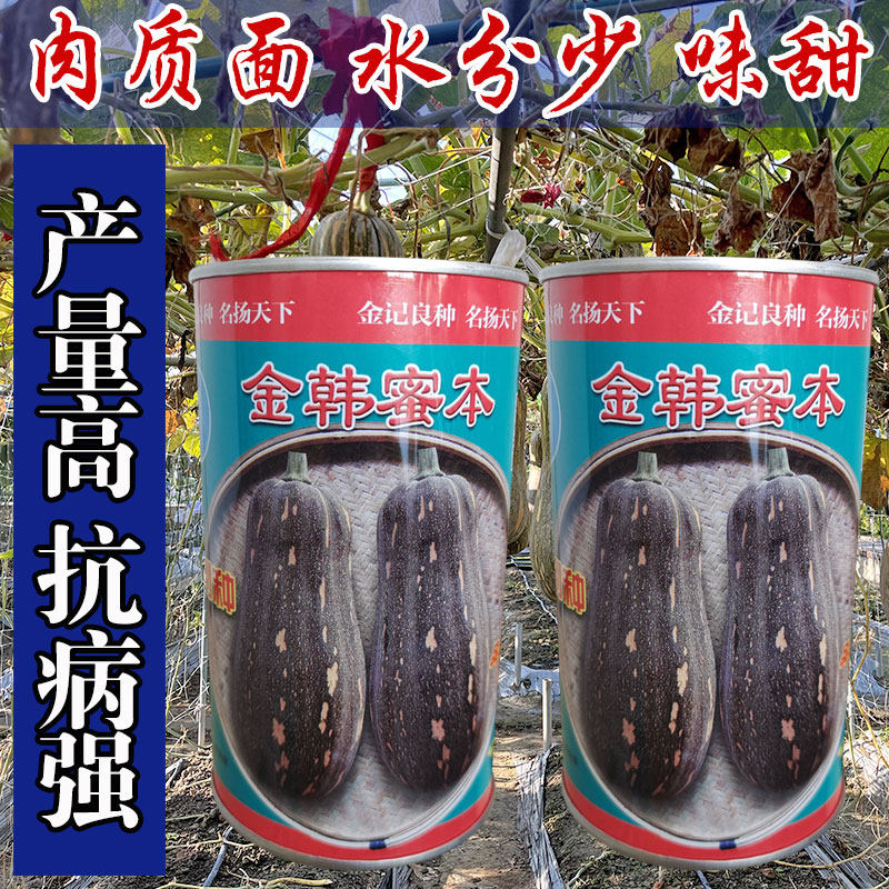 蜜本南瓜种子超甜特甜南瓜种籽高产香甜春季南方四季孑金韩密本
