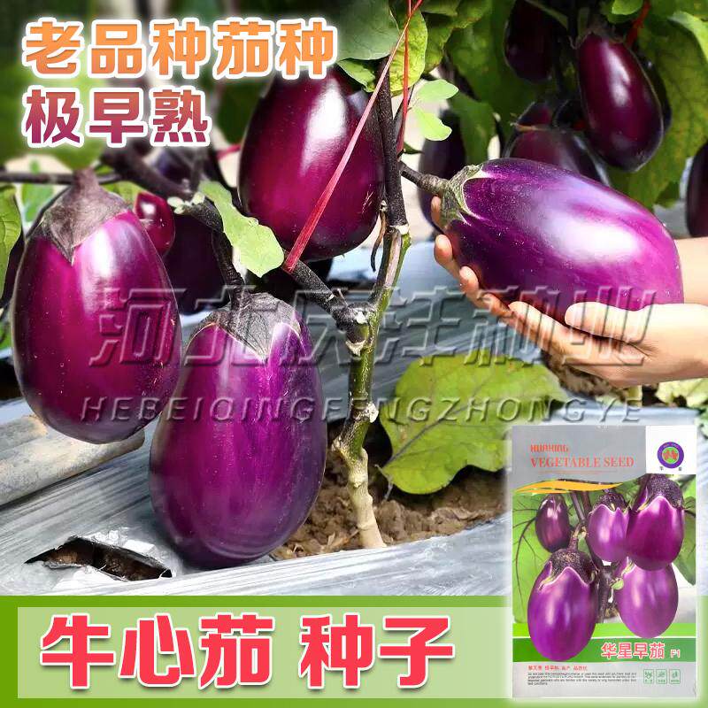 华星早茄F1茄子种子长椭圆水果茄牛心茄子种籽孑早熟抗病高产包邮