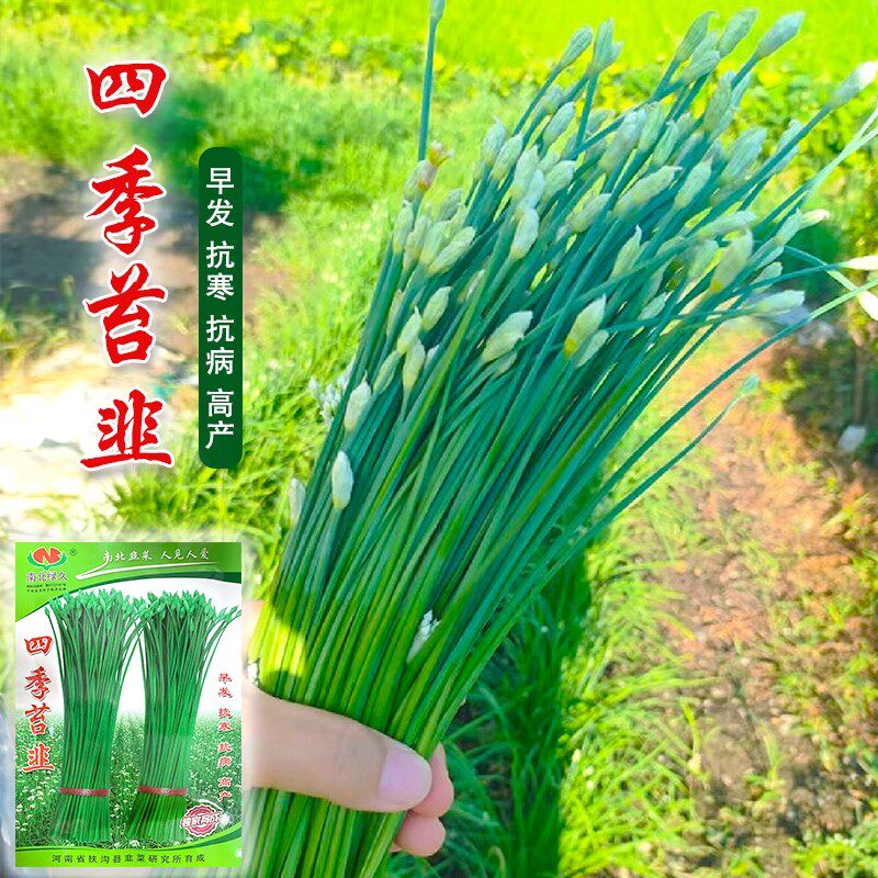 韭苔种子苔韭种籽中华苔韭王多年生四季蔬菜种子包邮韭菜花籽春季