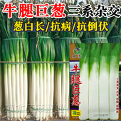 牛腿巨葱种子四季 播种高产抗病抗倒伏三系杂交高白大葱种子籽巨葱